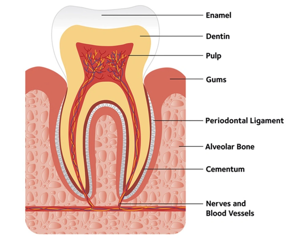 struktur lapisan gigi berlubang